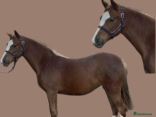 Welsh Section B horses Lovely Welsh B Filly for sale - Advert 2