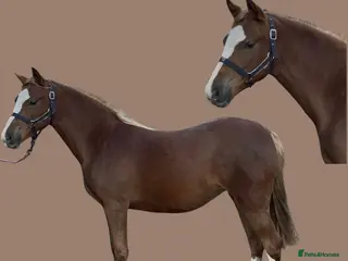 Welsh Section B horses Lovely Welsh B Filly for sale - Advert 11