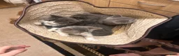 British Shorthair cats for sale: 4 KITTENS - 2x BSH/BLH 2x BSH  - Advert 7