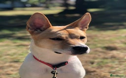 Japanese Akita Inu dogs for sale: Japanese akita cross alsatian  - Image 2