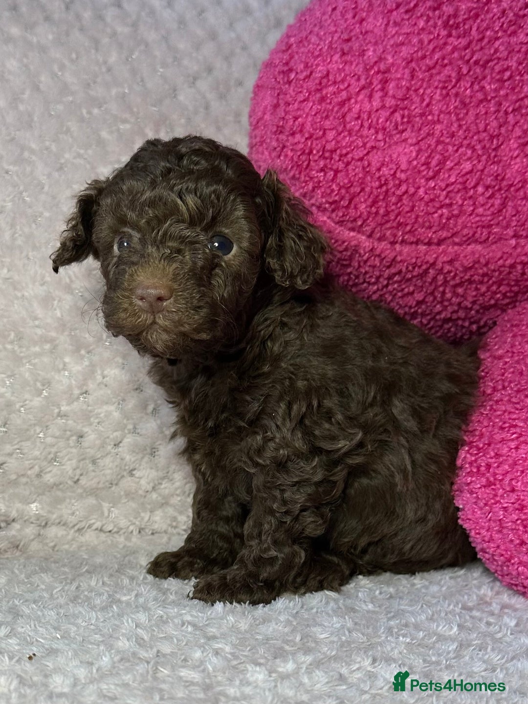 Toy Poodle dogs for sale: Tiny toy poodle puppies  - Image 11