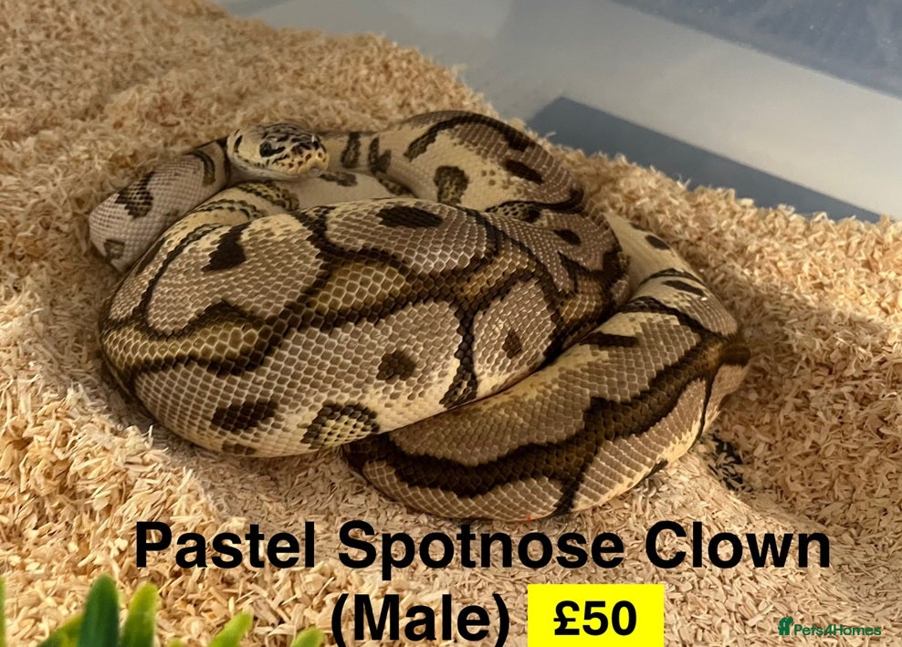Python Snake reptiles Ball Pythons for Sale - Advert 1