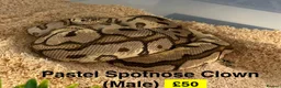Python Snake reptiles for sale: Ball Pythons for Sale - Advert 1