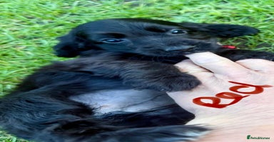 Cocker Spaniel dogs - Advert 8