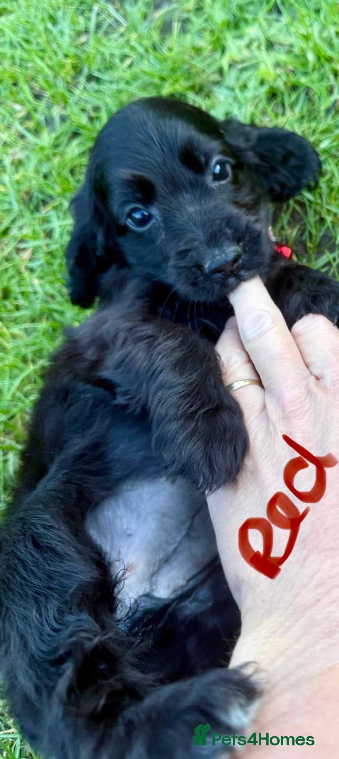 Cocker Spaniel dogs for sale: Cocker spaniels  - Image 3