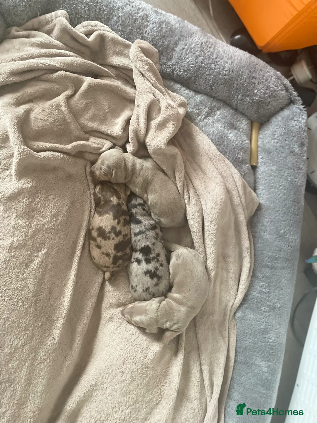 Miniature Dachshund dogs for sale: Ryan Goddard  in Llanelli - Advert 16