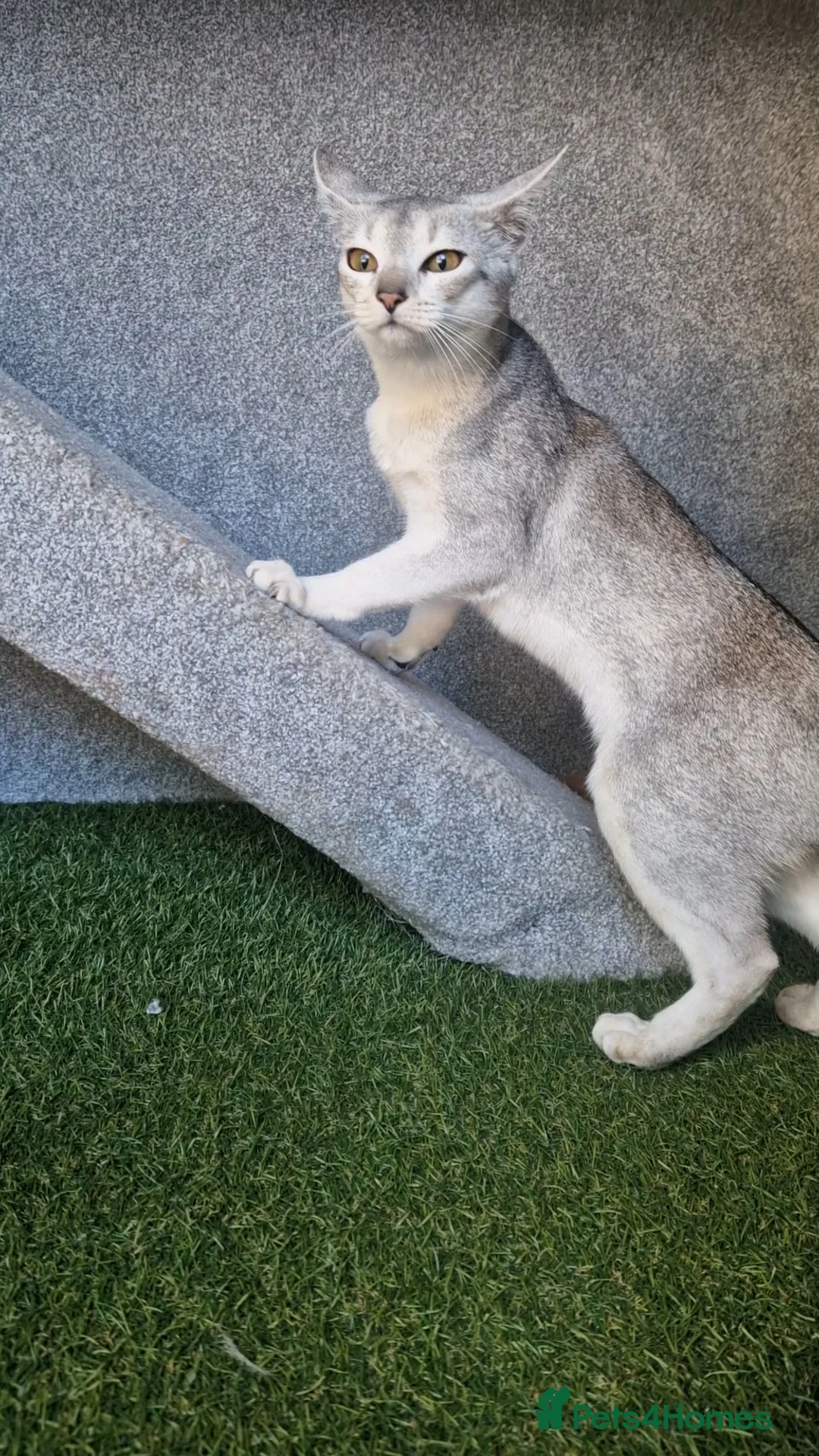 Abyssinian cats for stud: Pure Silver Abyssinian Stud  - Advert 2