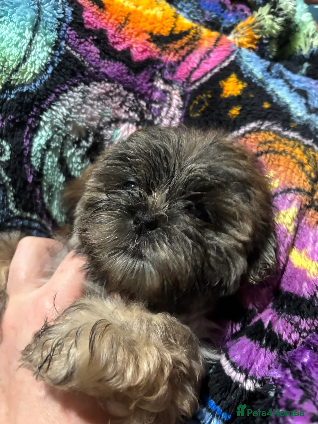 Shih Tzu dogs for sale: Adorable Puppies Looking for Their Forever Homes  - Advert 5