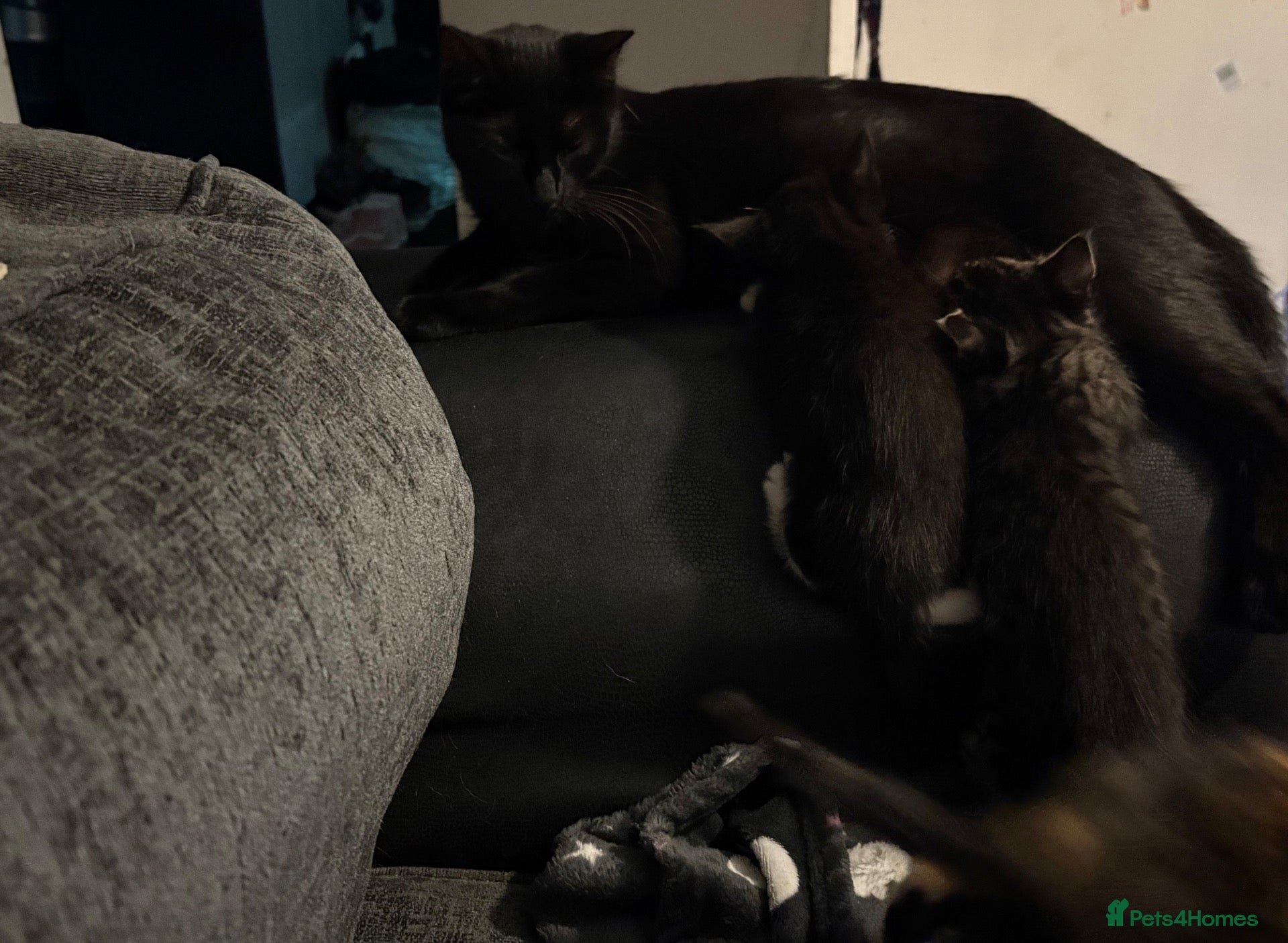 Mixed Breed cats 4 Beautiful, healthy kittens - Advert 1