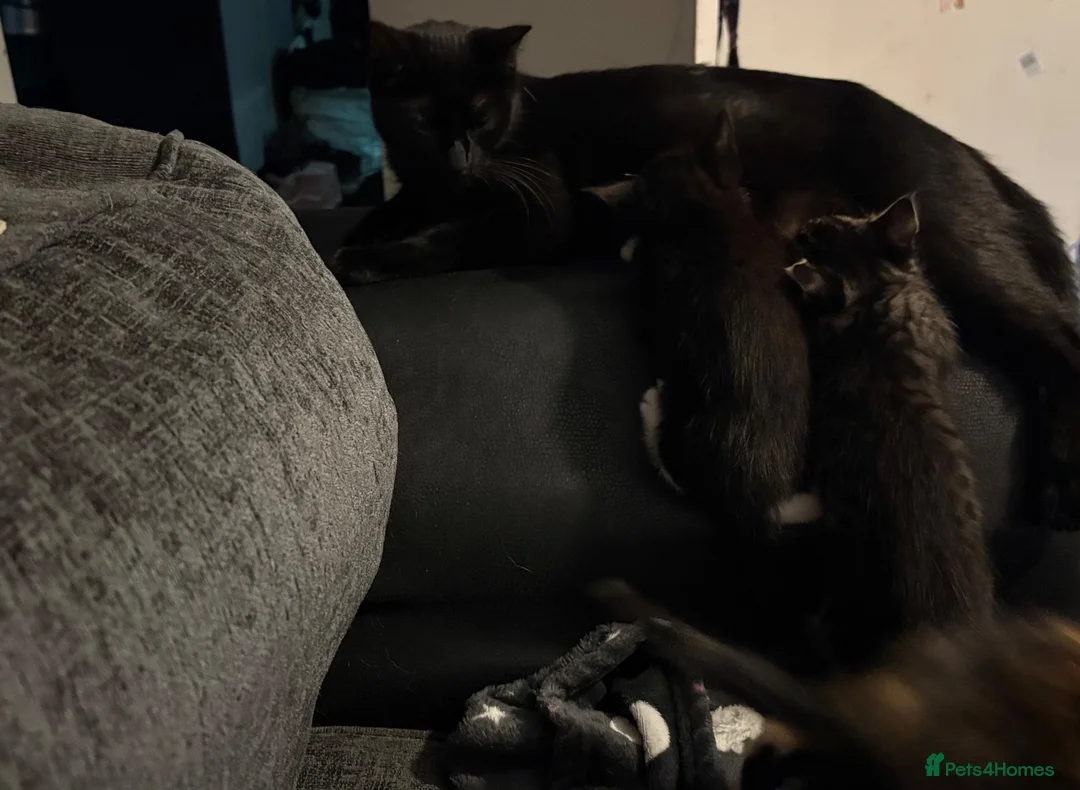 Mixed Breed cats for sale: 4 Beautiful, healthy kittens in Southend-on-Sea - Advert 1