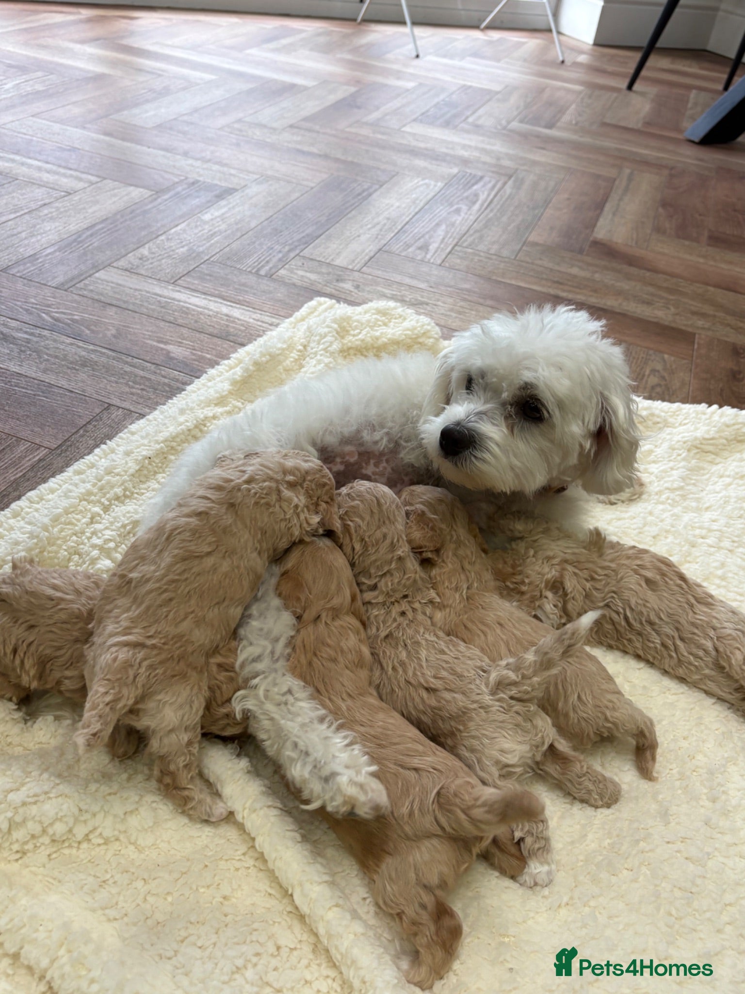Maltipoo dogs Maltipoo puppies  - Advert 2