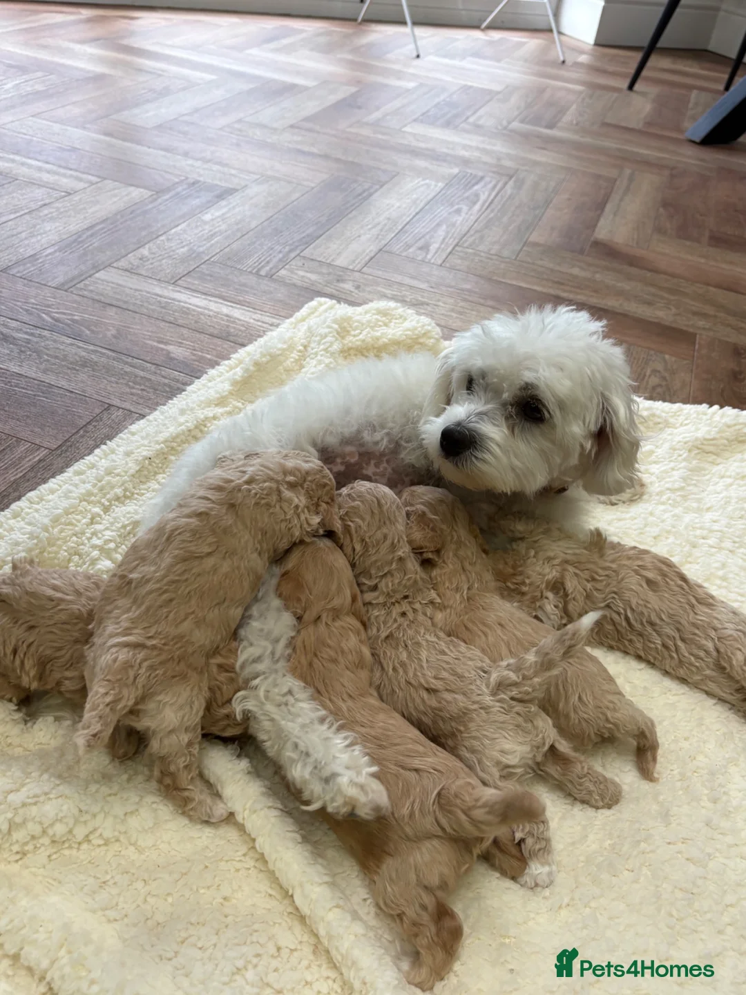 Maltipoo dogs for sale: Maltipoo puppies  in Lincoln - Advert 12