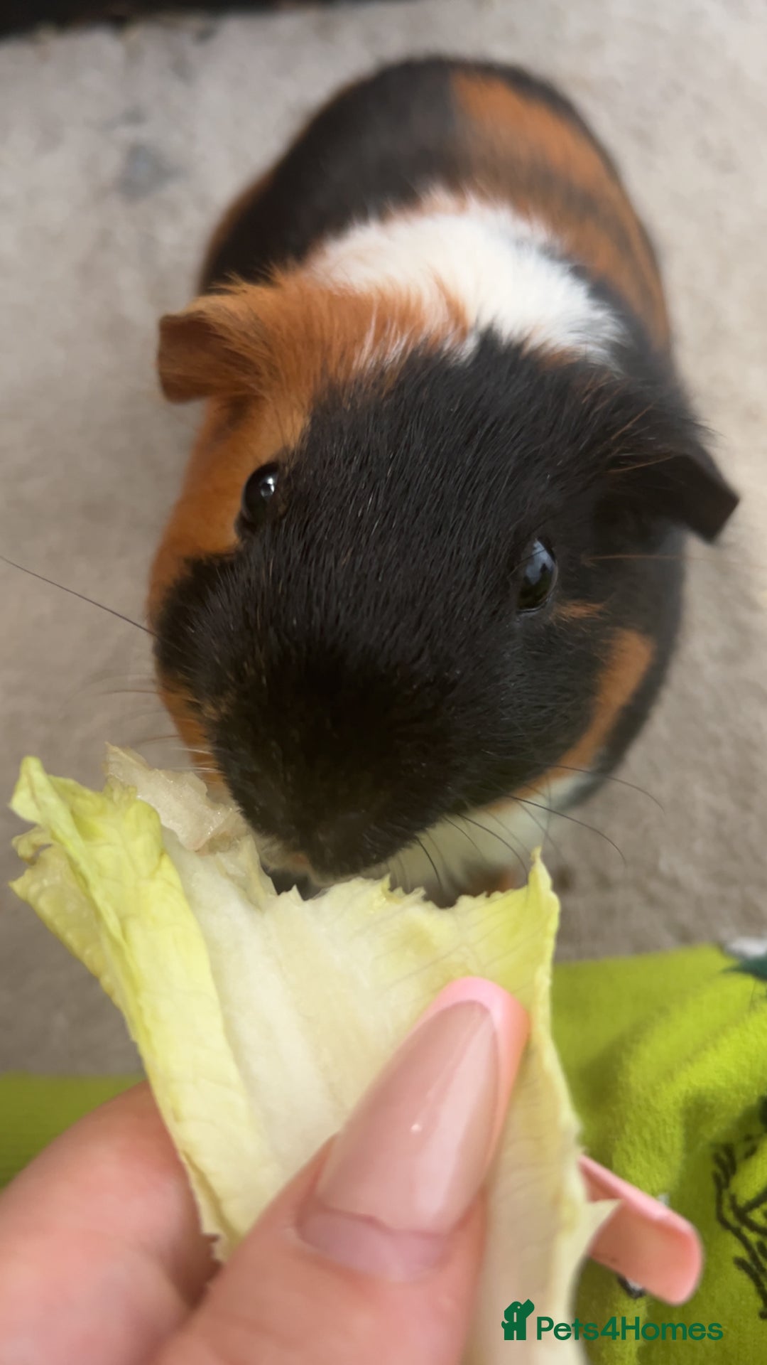 Guinea Pig rodents for sale: skampi - Image 4