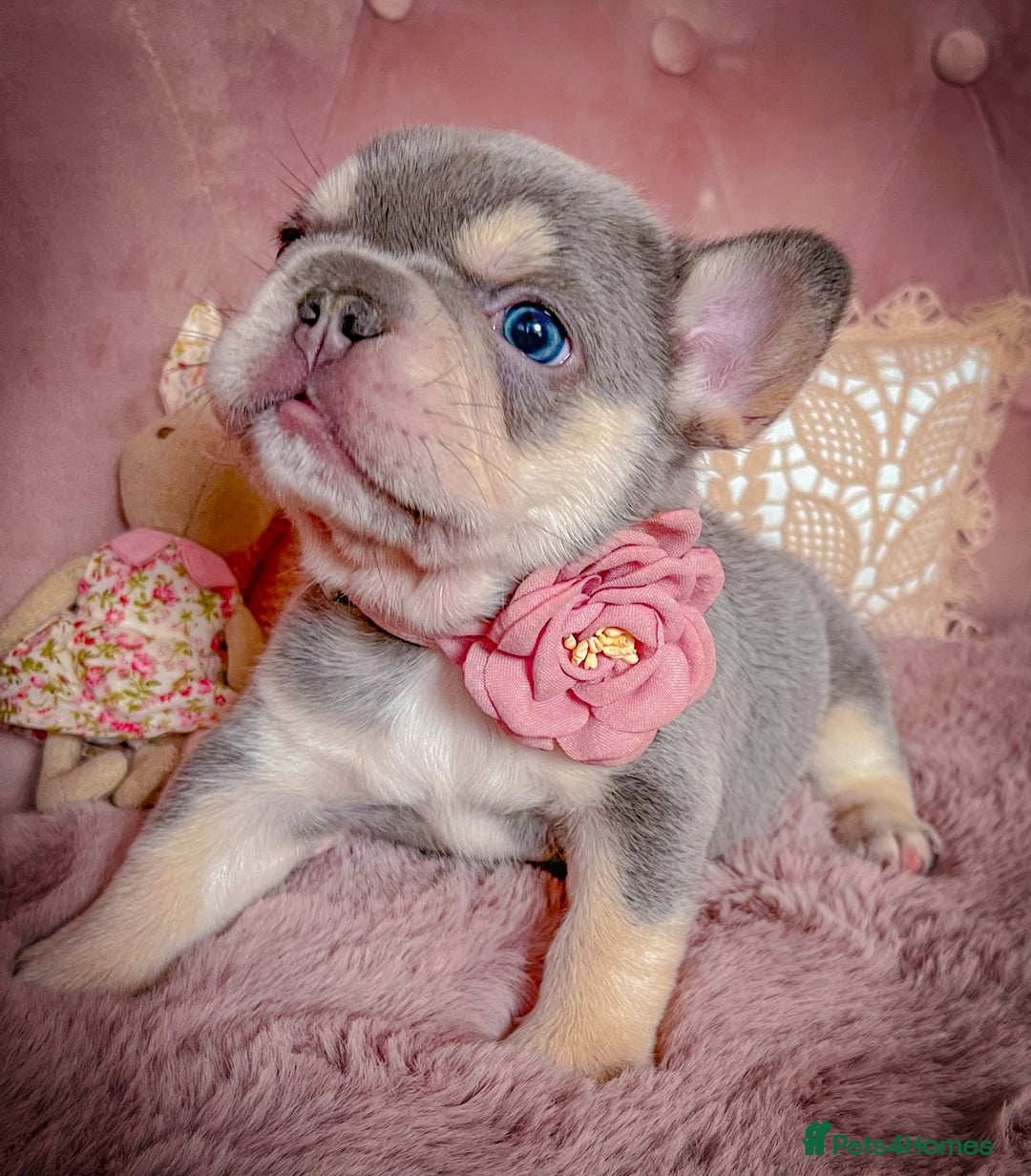 French Bulldog dogs for sale: 🌸BEAUTIFUL PUPPIES LILAC&TAN,FLUFFY,TESTABLE🌸 - Image 6
