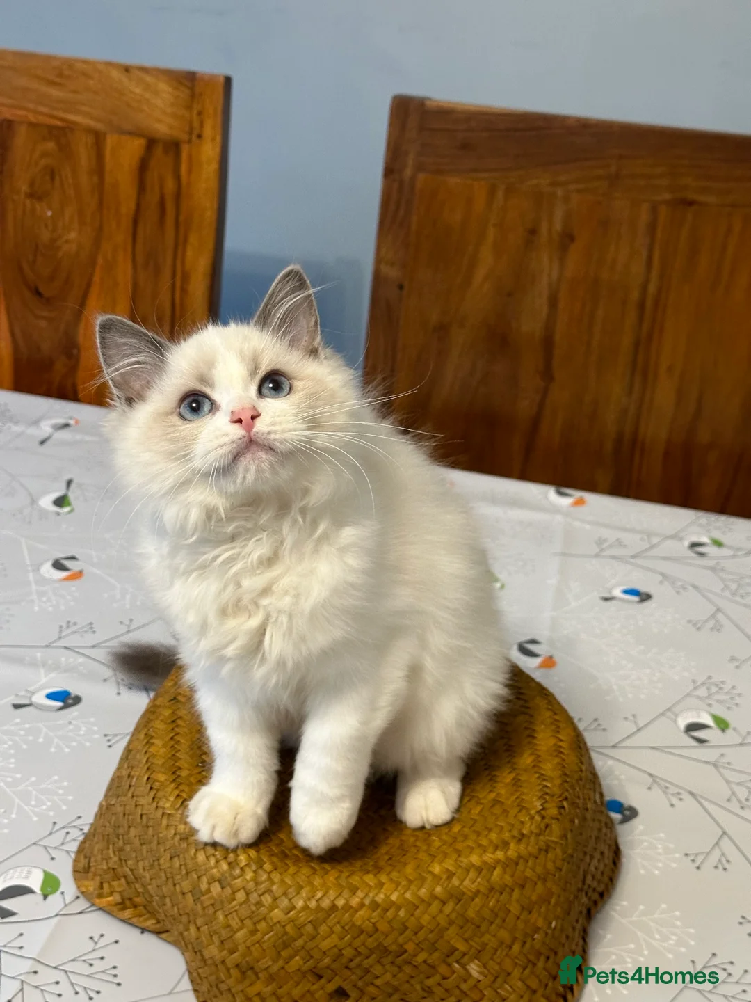 Ragdoll cats for sale:  ACTIVE CAT OR pet TICA Registered Ragdoll Kittens - Advert 34