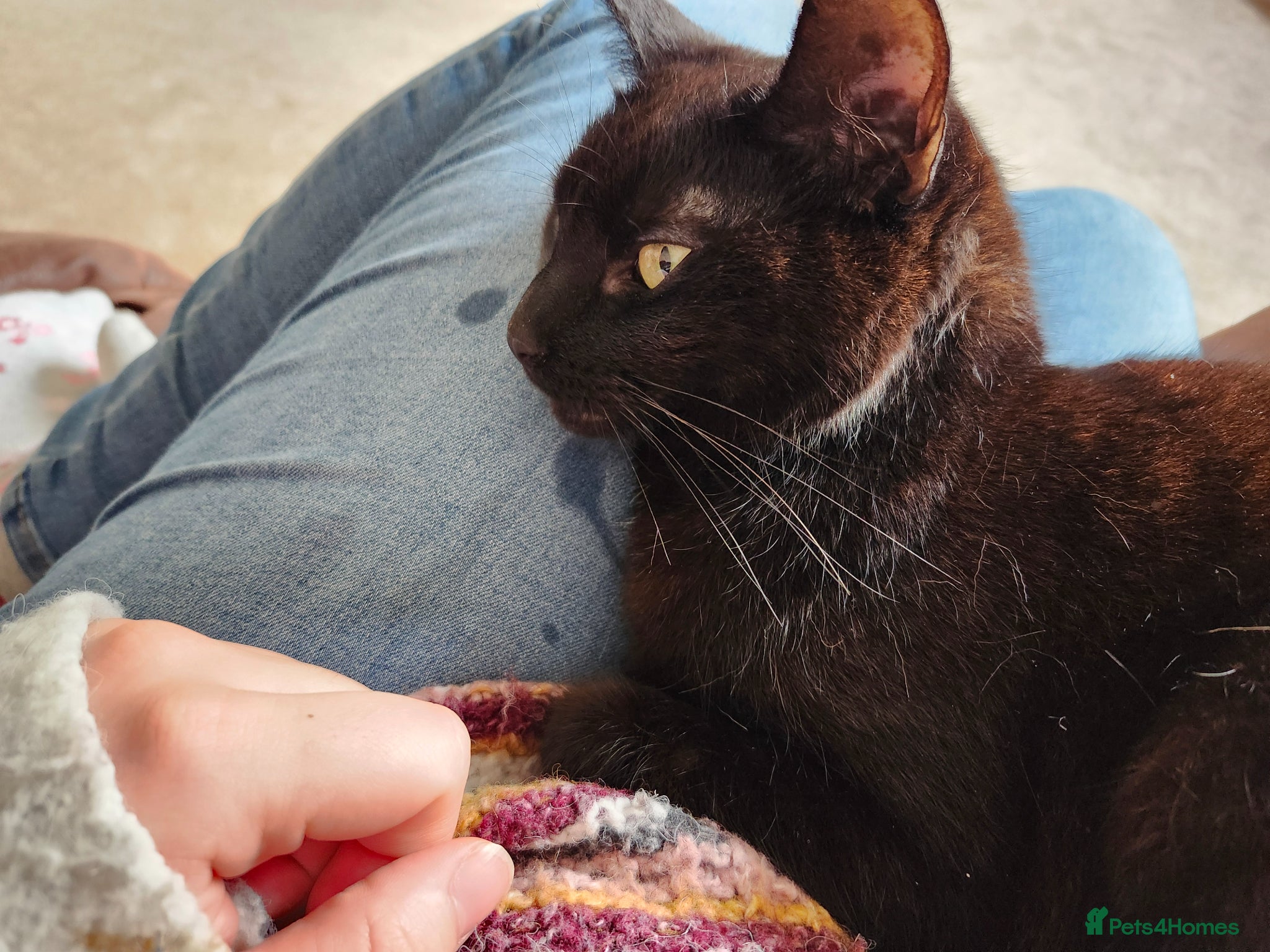 Mixed Breed cats for sale: Maeve- Cat - Advert 16