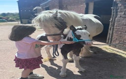 Irish Cob horses for sale: Companion Mare & Filly Foal - Image 5