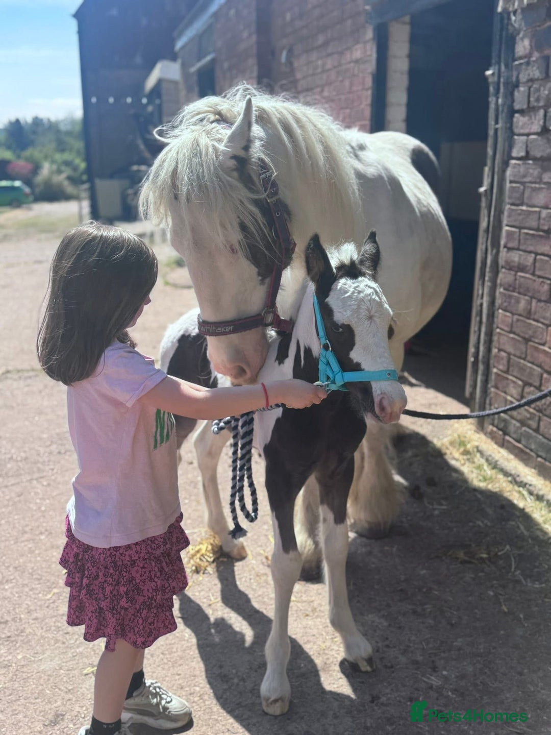 Irish Cob horses for sale: Companion Mare & Filly Foal - Image 5