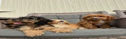 Cockapoo dogs for sale: F1 pra clear Cockapoos(council licensed) - Advert 5