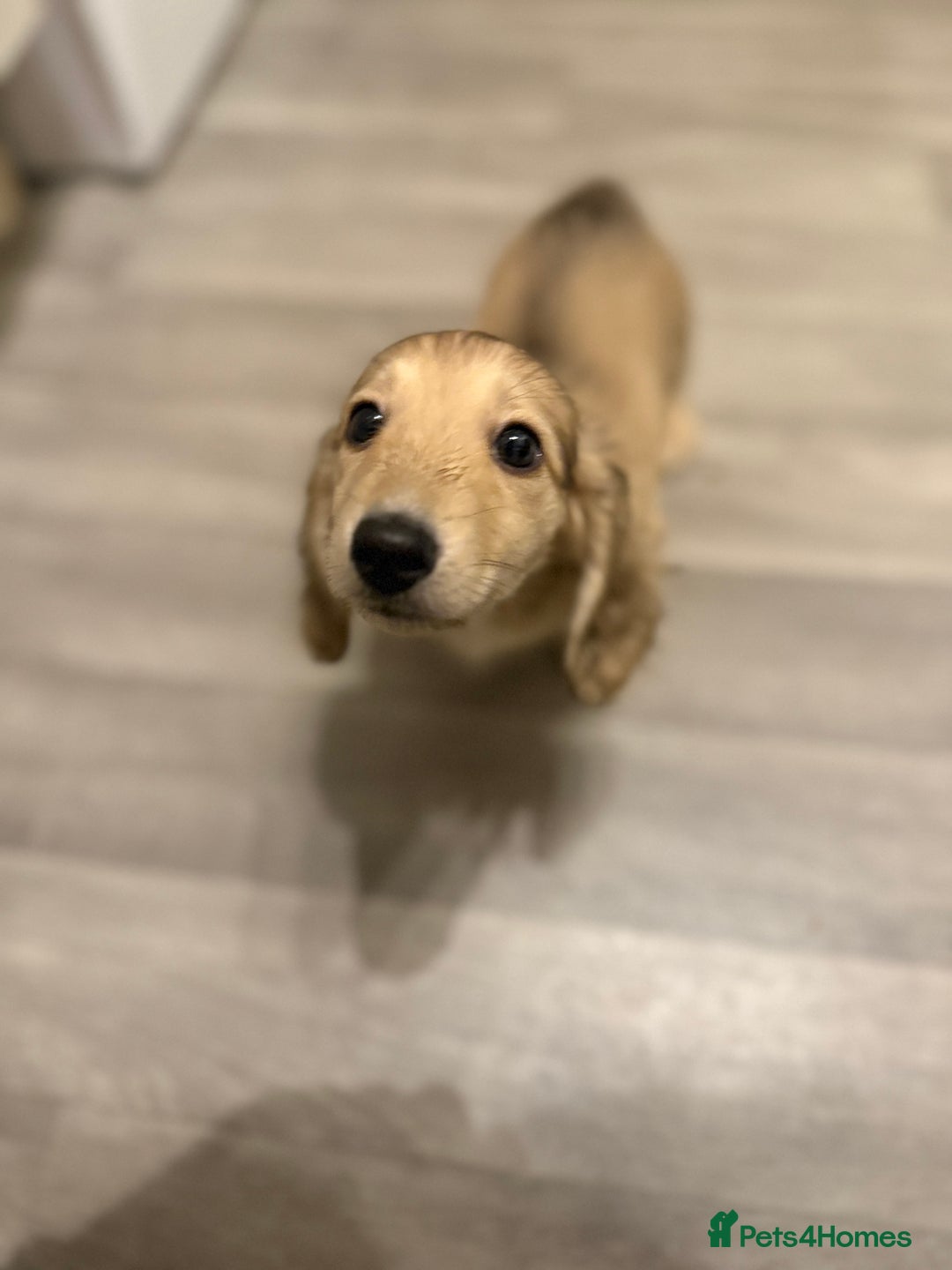 Miniature Dachshund dogs for sale: Shaded cream boy ready now - Advert 15