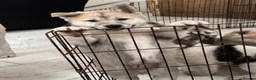 Siberian Husky dogs for sale: Siberian husky  in Dudley - Advert 15