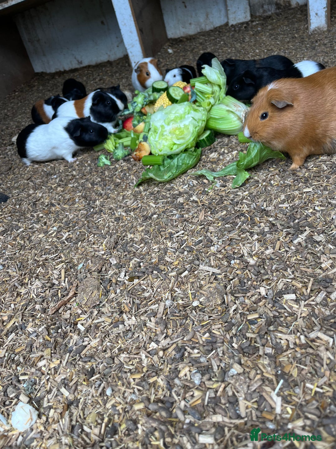 Guinea Pig rodents for sale: Beautiful Baby Guinea Pigs🐹 - Image 11