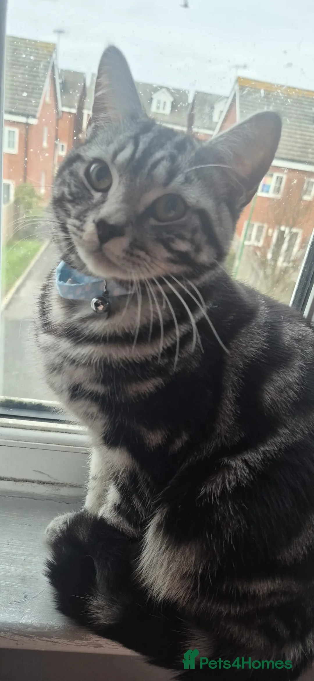Mixed Breed cats for sale: Beautiful female kitten  - Advert 3