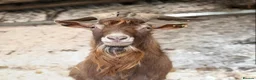 Goats livestock for sale: Golden Guernsey Cross - Advert 1