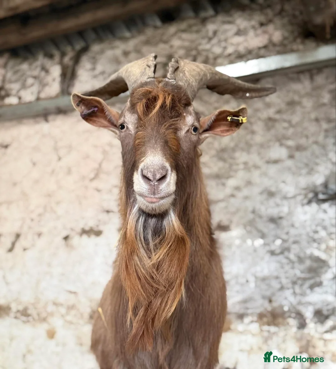 Goats livestock for sale: Golden Guernsey Cross - Advert 1