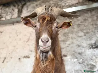 Goats livestock Golden Guernsey Cross - Advert 1