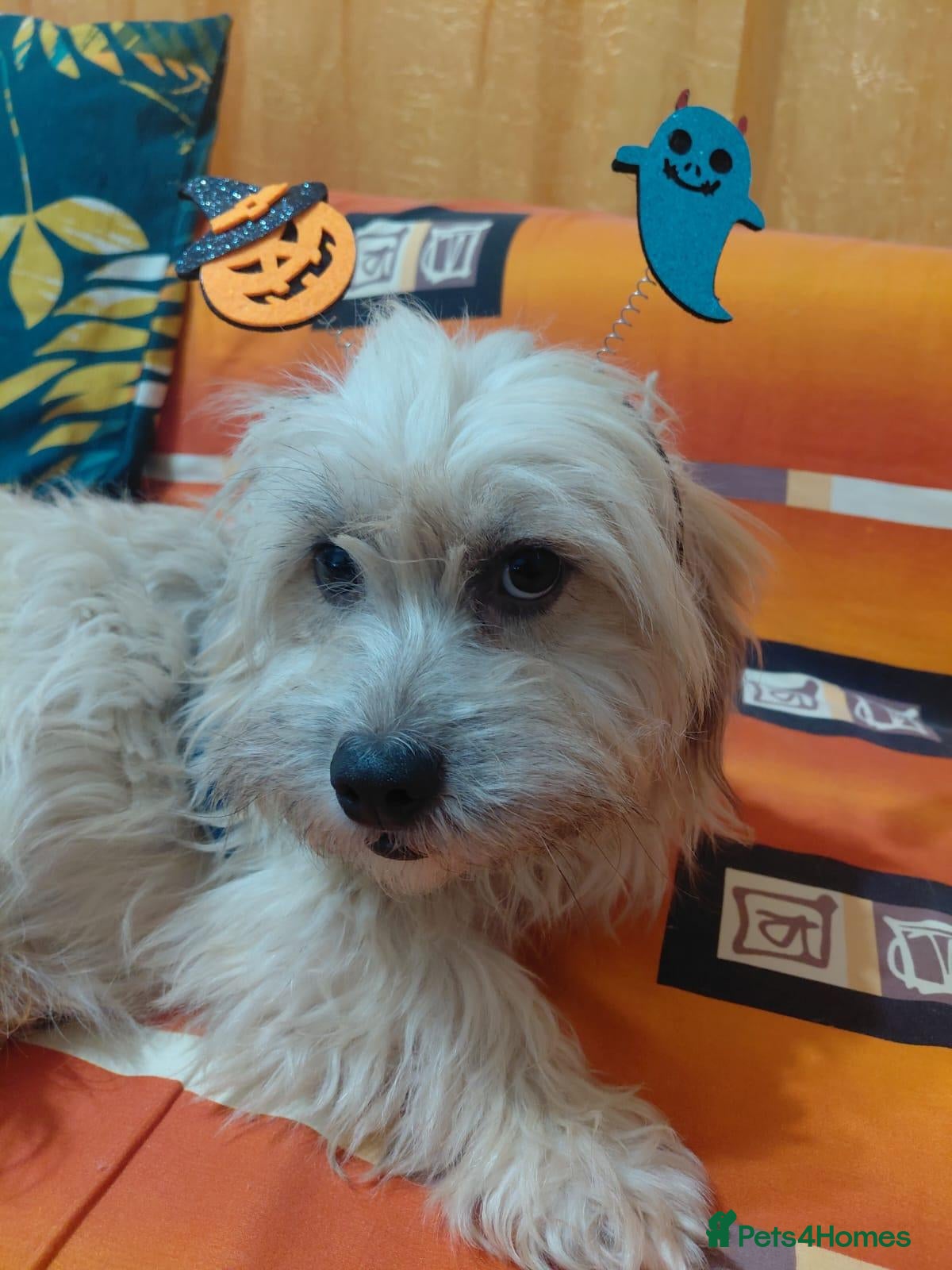 Mixed Breed dogs for adoption: 🐾❤️ CODY - A Lovely Boy for a Loving Home ❤️🐾🏡 - Advert 4