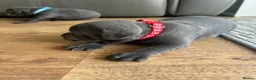 Staffordshire Bull Terrier dogs for sale: Stunning KC registered Staffy puppies 💙💙🩷🩷🩷 - Advert 16