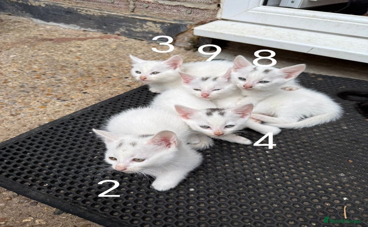 Mixed Breed cats - Advert 2