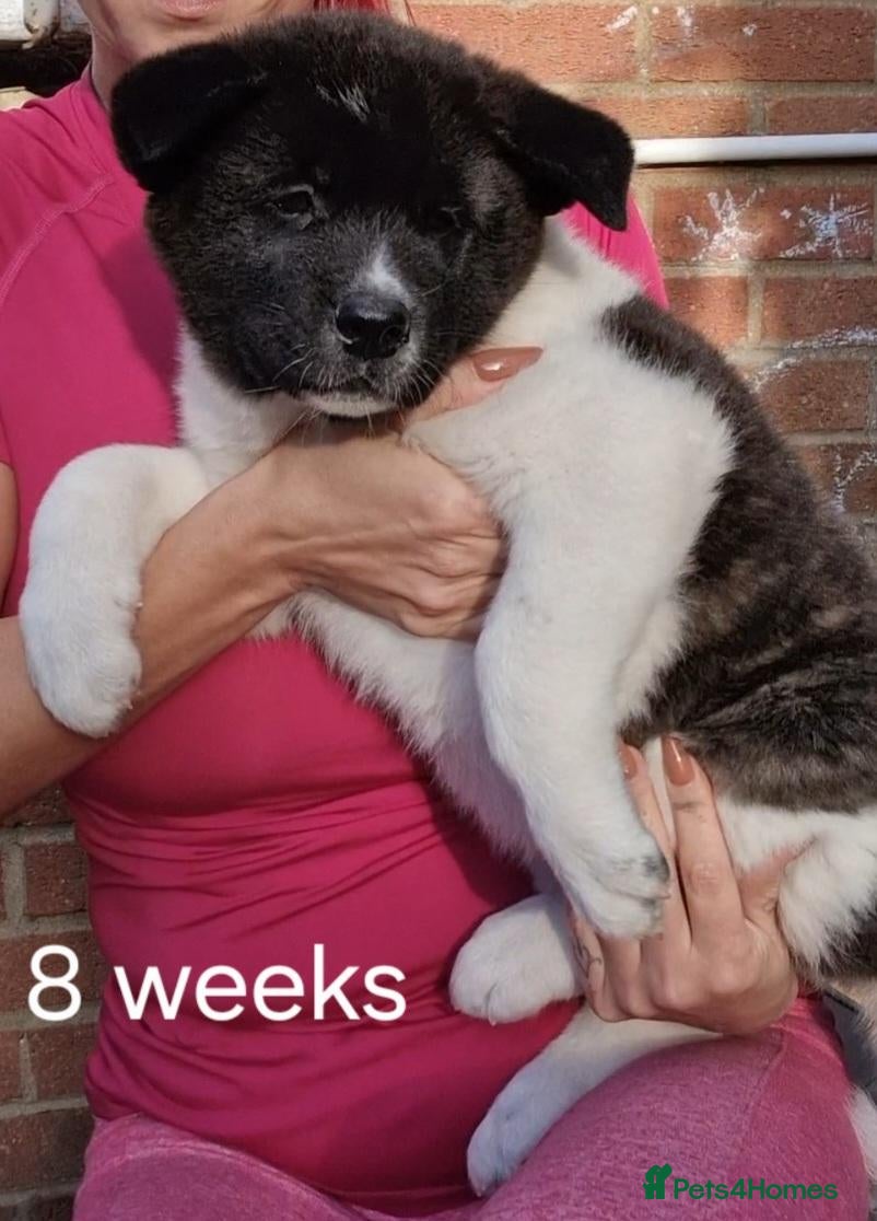 Akita dogs Pedigree mum,dad pure breed, 1 girl pup available  - Advert 20