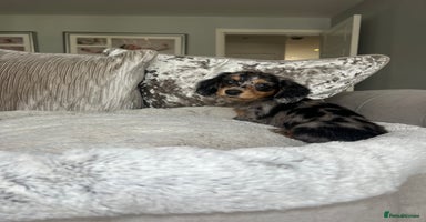 Miniature Dachshund dogs - Advert 13