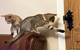 Ocicat cats for sale: Beautiful Ocicat Kittens Available Full Pedigree in Epping - Image 4