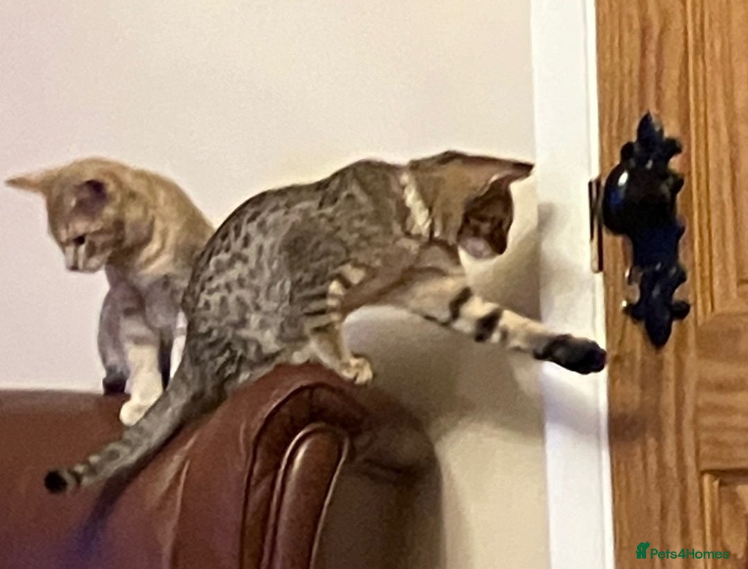 Ocicat cats for sale: Beautiful Ocicat Kittens Available Full Pedigree in Epping - Image 4