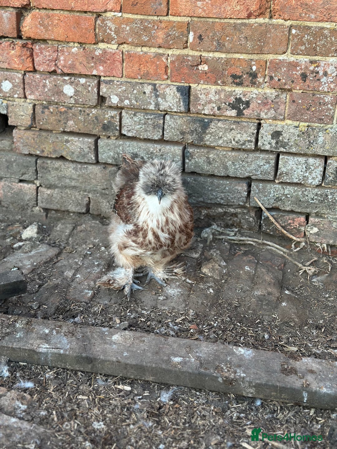 Hens poultry for sale: Beautiful coloured silkie hens point of lay/pullet - Image 6