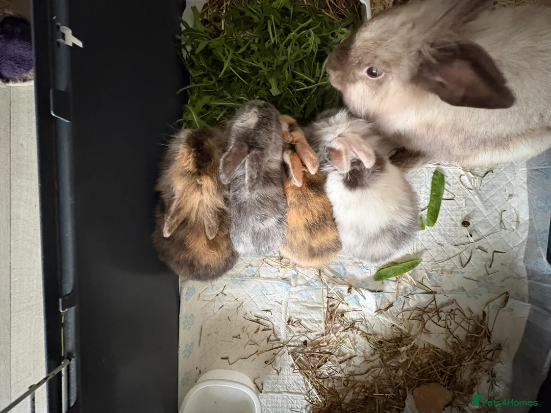 Lionhead rabbits for sale: Baby lion head rabbits  - Advert 2