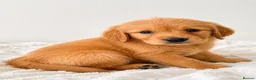 Golden Retriever dogs for sale: 8 gorgeous Golden Retriever puppies  - Advert 10