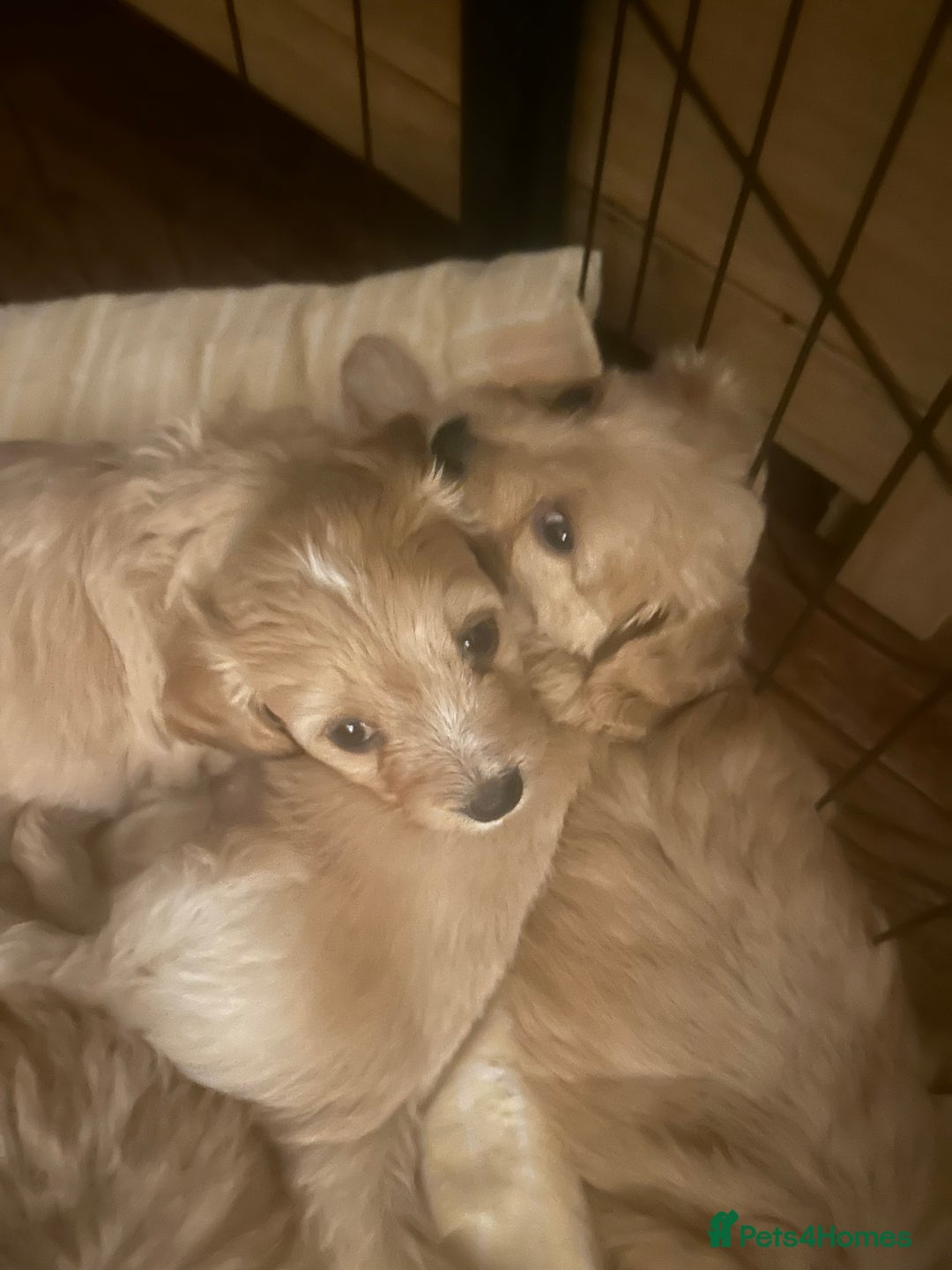Mixed Breed dogs for sale: Cockachon Puppies - cocker spaniel bichon mix - Advert 2