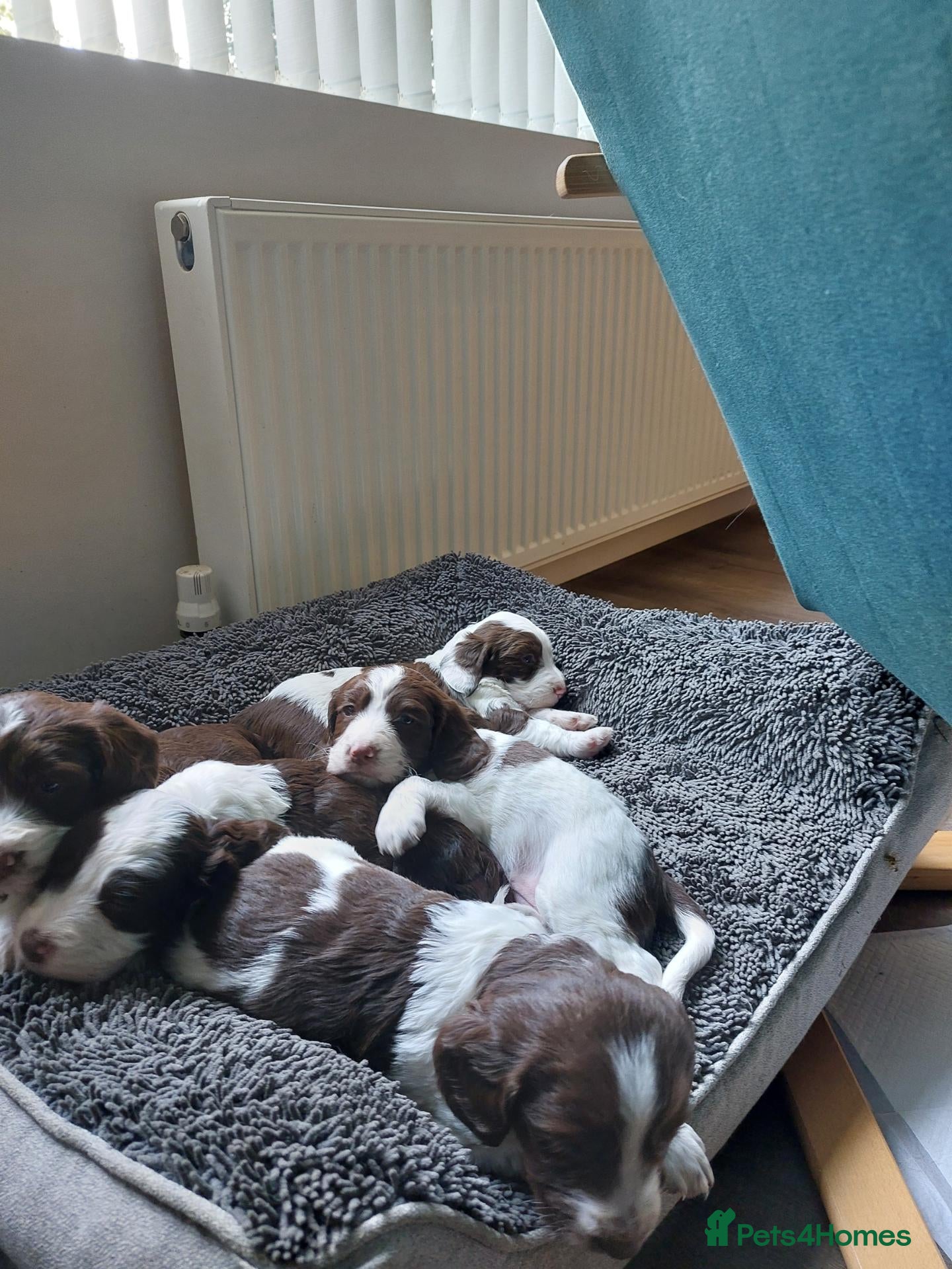 Mixed Breed dogs Beautiful baby Betty's  - Advert 2