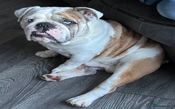 English Bulldog dogs for stud: British Bulldog Stud - First time available.  - Image 18