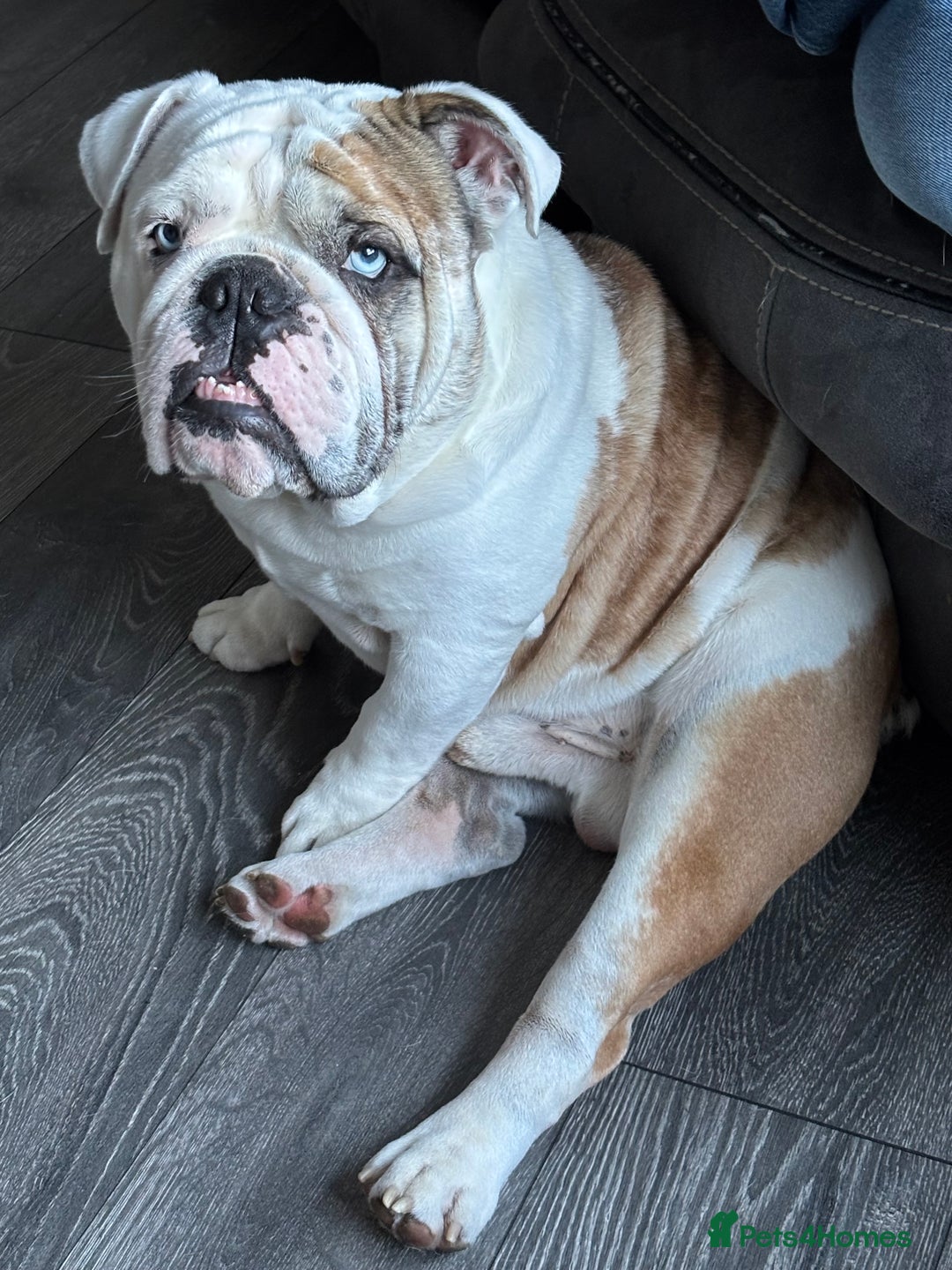 English Bulldog dogs for stud: British Bulldog Stud - First time available.  - Image 18