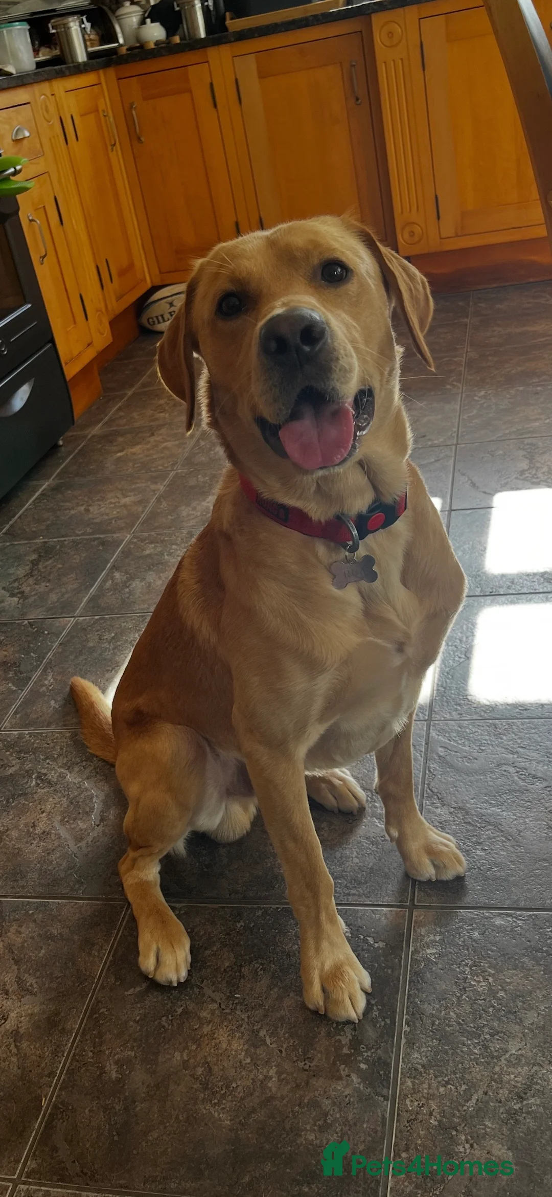 Labrador Retriever dogs for stud: Labrador Retriever Stud in Belfast - Advert 2