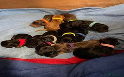 Cocker Spaniel dogs for sale: 🐾 Adorable Cocker Spaniel Puppies - Ready Soon!🐾 - Advert 21