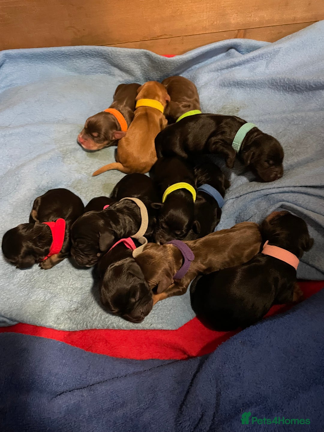 Cocker Spaniel dogs for sale: 🐾 Adorable Cocker Spaniel Puppies - Ready Soon!🐾 - Advert 21