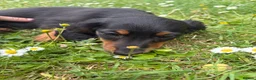 Miniature Dachshund dogs for sale: Beautiful KC reg long haired female  - Advert 4