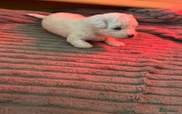 Bichon Frise dogs for sale: Beautiful Bichon frise puppies  in West Drayton - Image 9