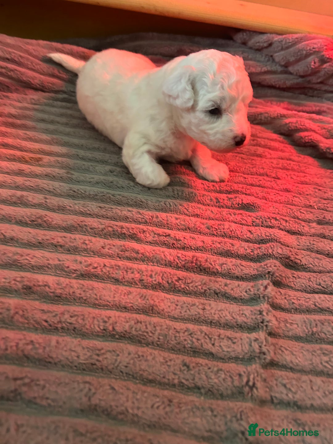 Bichon Frise dogs for sale: Beautiful Bichon frise puppies  in West Drayton - Image 9